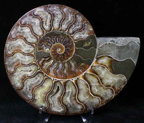 Cut Ammonite Fossil (Half) - Agatized #21799